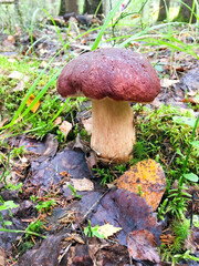 Cep mushroom at the forest