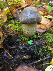 Birch mushroom at the autumn forest. Closeup view