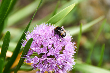 Hummel, Blüte, Biene, Pflanze, Frühling, Bees, Insekten, Insecta
