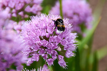 Hummel, Blüte, Biene, Pflanze, Frühling, Bees, Insekten, Insecta