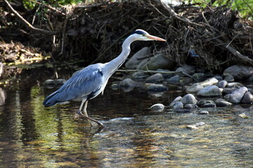 Reiher in der Dreisam in Freiburg