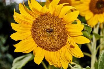 Obraz premium Hummel, Blüte, Sonnenblume, Biene, Pflanze, Frühling, Bees, Insekten, Insecta, Gelb
