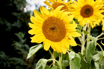 Hummel, Blüte, Sonnenblume, Biene, Pflanze, Frühling, Bees, Insekten, Insecta, Gelb