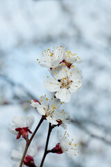 Spring background with delicate white apricot flowers closeup. Branches of blossoming apricot tree on blue background. Springtime. Easter and spring greeting cards. soft focus