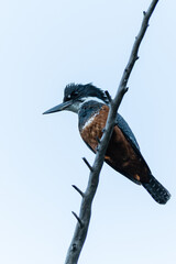 Martin Pescador (Kingfisher), a large bird with a large beak that can be seen in Patagonia, South America.