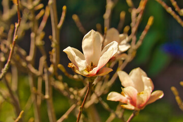 blume, pink, natur, frühling, aufblühen, magnolia, baum