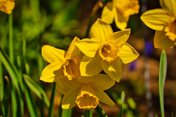 Obraz premium blume, frühling, gelbe narzisse, gelb, natur, narcissus, pflanze, gelbe narzisse