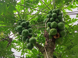 Ripe papaya fruit on the tree, one of which is damaged by bats