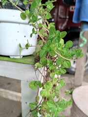 Creeping Charlie in the yard