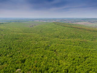 Beautiful forest on Bilogora, near village Zrinski Topolovac