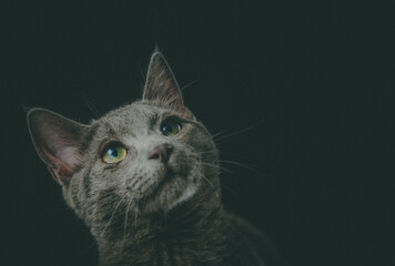 gato color gris sobre fondo negro