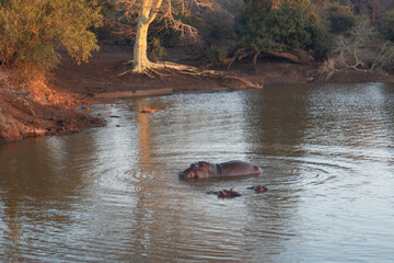 Aggressive Common Hippo male bull during golden hour in a lake in southern Africa