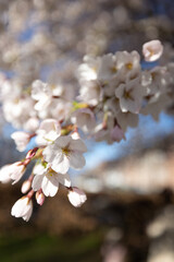 cherry tree blossom
