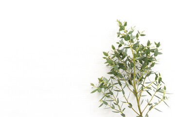 Top view image of eucalyptus over wooden white background. Flat lay