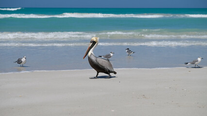 pelicans in the sea