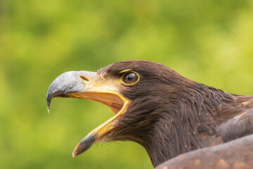 Portrait of a young bald eagle with an open beak.