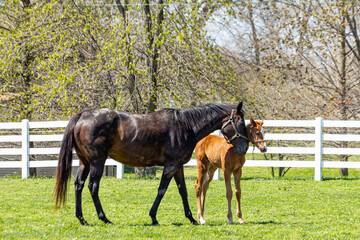 A bay Thoroughbred mare nuzzling her chestnut foal in a pasture with a white board fence in the...