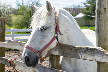 The head of a white mare with a red nylon halter, looking over a wood board fence.