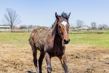 Fototapeta premium A bay yearling Thoroughbred covered in mud running toward the camera on a horse farm.