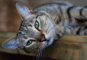 close up portrait of a cat