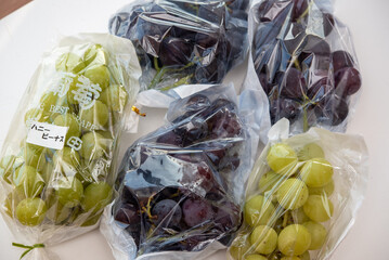 袋に包まれた5つのぶどう ハニービーナス 巨峰 常陸青龍
