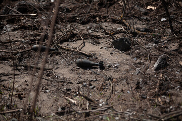 Unexploded Russian mines on the ground