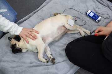 Electrode stimulating massage of pug dog leg at Veterinary clinic. Medical rehabilitation procedure...