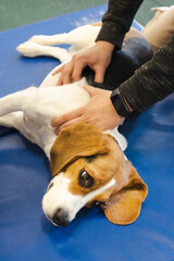 pet physical therapist make massage for beagle dogs. Physiotherapy in veterinary clinic