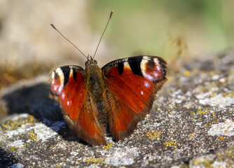 Nahaufnahme eines Tagpfauenauge. Schöner Schmetterling Deutschlands.