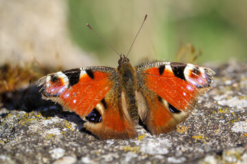 Fototapeta na wymiar Nahaufnahme eines Tagpfauenauge. Schöner Schmetterling Deutschlands.