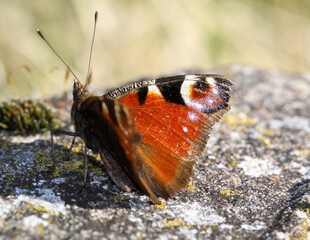 Nahaufnahme eines Tagpfauenauge. Schöner Schmetterling Deutschlands.