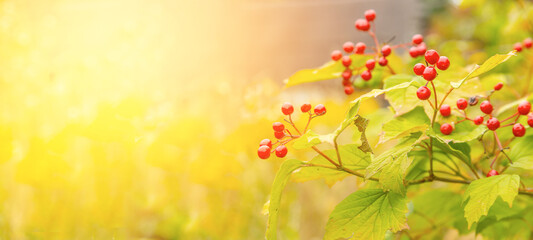Obraz na płótnie Canvas Close up of red viburnum berry. Autumn nature blurred background.