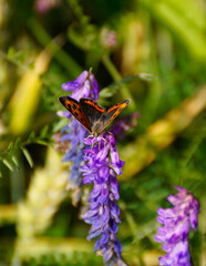 a small copper butterfly (Lycaena phlaeas) is a butterfly of the Lycaenids or gossamer-winged butterfly family