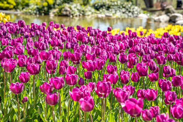 Different colors of tulips flowering in tulips field. Nature. Beautiful tulips at Emirgan Grove.