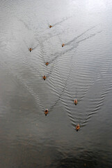 Pattern of Waves Behind Ducks on Still Surface of River
