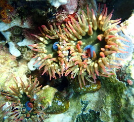 Costa Rica Pacific sea life