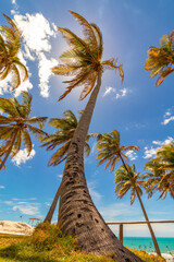 Fototapeta na wymiar Coconut trees 
