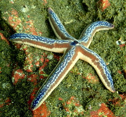 Costa Rica Pacific sea life