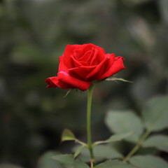 Red Rose
