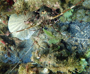 Costa Rica Pacific sea life