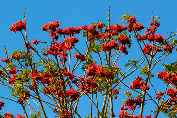 Indian coral tree, or Erythrina variegata flowers on a tree