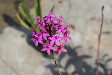 pink orchid flower with bright morning sun