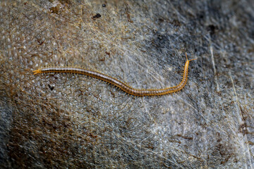 Eine Nahaufnahme eines Bodentausendfüßler, Geophilus carpophagus.
