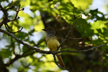 Obraz premium Great-crested Flycatcher on Branch