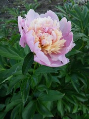 pink flower