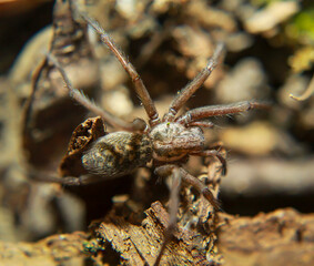 Eine Nahaufnahme einer großen Winkelspinne. Sie gehört zu den Trichterspinnen (Agelenidae).
