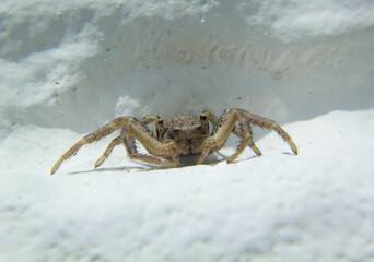 Nahaufnahme einer braunen Krabbenspinne oder Busch-Krabbenspinne an einer Mauer.
