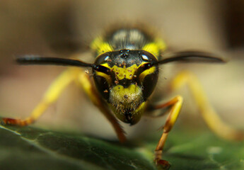 Eine extreme Nahaufnahme einer Wespe. Eine Wespe, Hautflügler (Hymenoptera).
