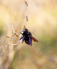 Ein Portrait einer Blauschwarze Holzbiene (Xylocopa violacea), einer sogenannten Echten Biene.
