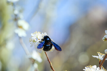 Ein Portrait einer Blauschwarze Holzbiene (Xylocopa violacea), einer sogenannten Echten Biene.
